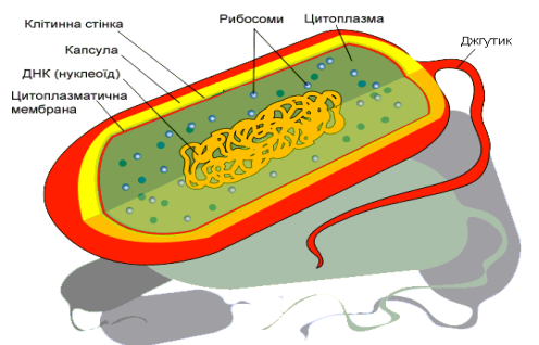 Prokaryote_cell_diagram-uk